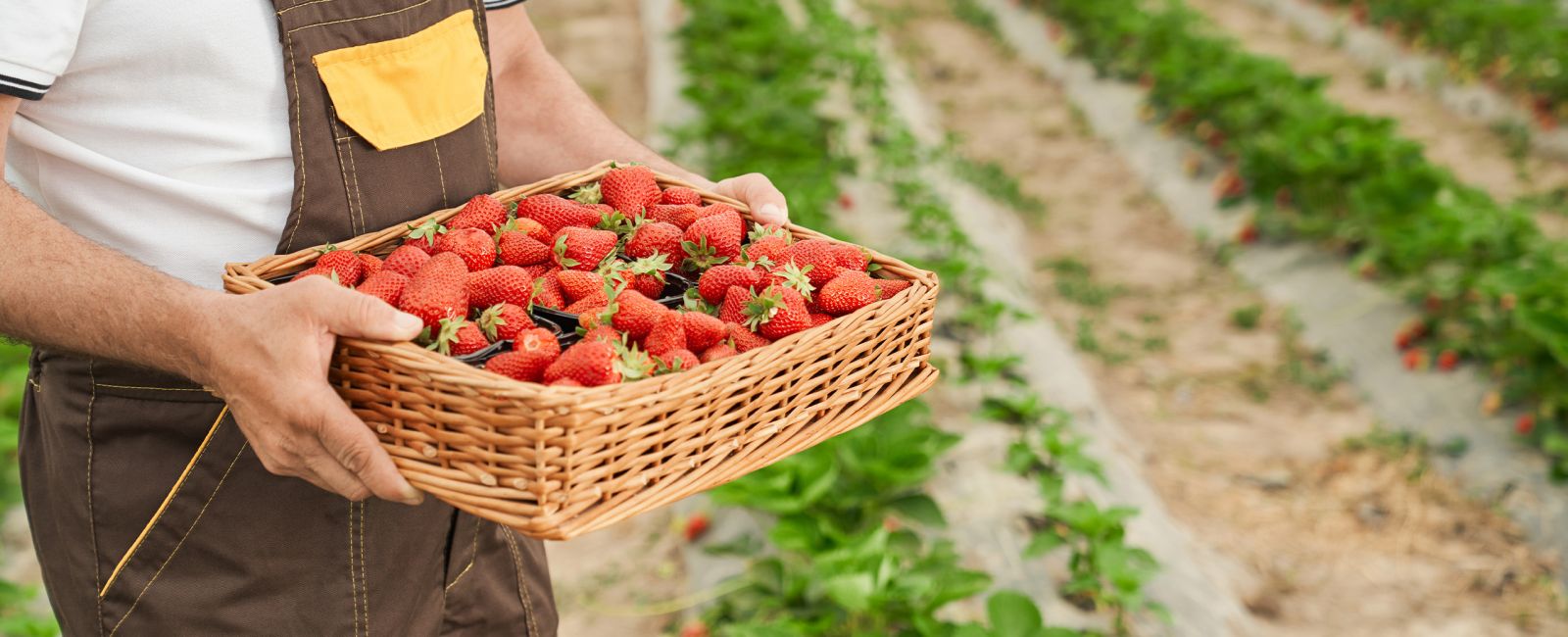 persona recogiendo fresas en cesta